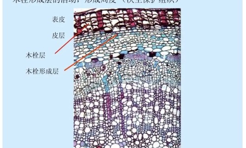 艾灸脚背和脚心的功效网艾灸脚背图解知识网站,分享艾灸脚背和脚心的功效与作用大全
